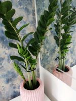 Glücksfeder, Zamioculcas Zimmerpflanze Nordrhein-Westfalen - Castrop-Rauxel Vorschau