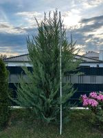 Heckenpflanzen Thuja Scheinzypresse Hessen - Kassel Vorschau