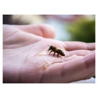 Bienenluft schnuppern: Schnupperkurs bei Bremen von Stadtbienen Niedersachsen - Delmenhorst Vorschau