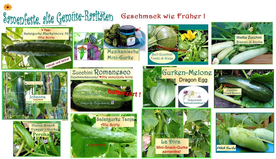 ♥ BIO samenfeste Alte Gemüse Sorten Tomaten Gurken Tulpenstolz in Hamburg