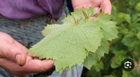 Suchen Sie nach Weinblättern Niedersachsen - Emden Vorschau