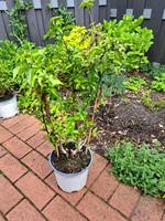 GROßE KRÄFTIGE DRILLINGSBLUME BOGAINVILLEA LILA 75cm HOCH Nordrhein-Westfalen - Rheine Vorschau