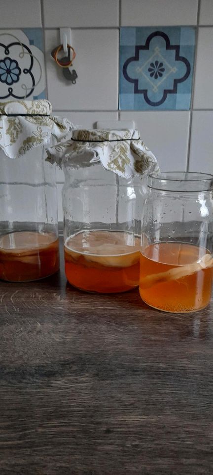 Kombucha / Scoby / Teepilz in Siegen