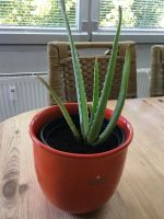 Aloe Vera Sukkulente Heilpflanze Bayern - Sulzbach-Rosenberg Vorschau