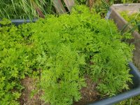Einjähriger Beifuß - Artemisia annua Jungpflanzen Sachsen - Neuensalz Vorschau