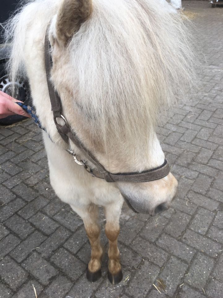 Pony 4 jährig in Aurich