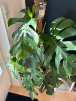 MONSTERA am Moosstamm - gross - 120cm incl. Umtopf Nordrhein-Westfalen - Vlotho Vorschau