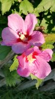 Roseneibisch (Hibiskus) Ableger Setzling Zögling Winterhart Baden-Württemberg - Karlsbad Vorschau