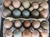 Frische Bio Freiland Eier bunte Eier Frühstück Niedersachsen - Salzgitter Vorschau