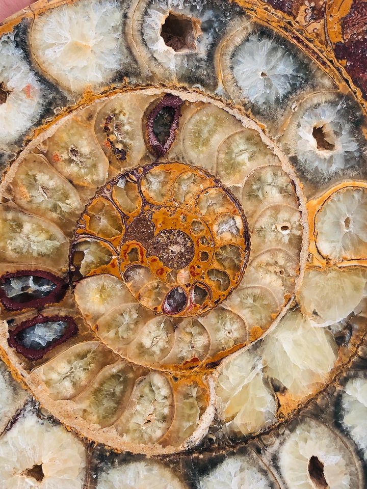 Ammonit Hälfte Uv Licht Hochglanz poliert Madagaskar top Fossil in Hafenlohr