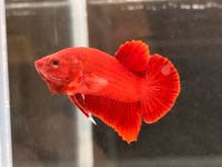 Kampffisch - Betta Splendens HMPK Männchen. M12 Kr. München - Unterschleißheim Vorschau