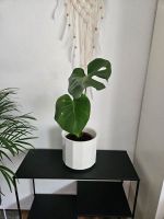 Monstera Deliciosa mit neuem Wachstum Nordrhein-Westfalen - Siegburg Vorschau