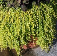 1Teilstück Lysimachia nummularia,Gelblaubiges Pfennigskraut,Teich Saarland - Großrosseln Vorschau