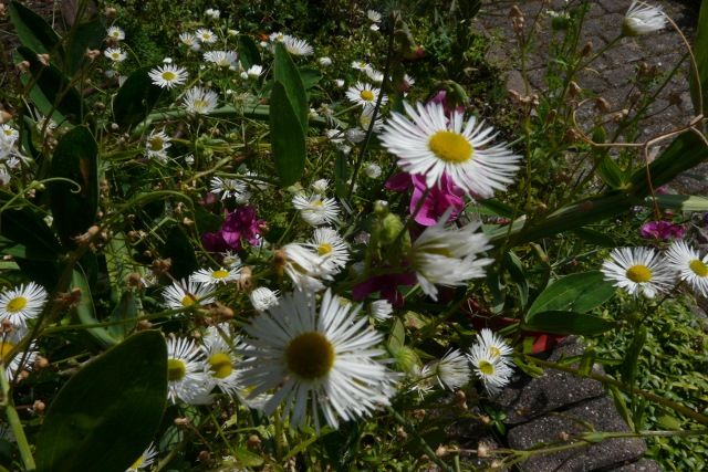 Kartoffelrosen, Hagebuttenrose; Wildrosen, Bodendecker in Eggebek