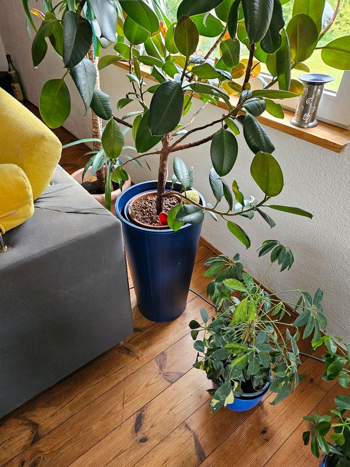 Großer Ficus Benjamini in Freimersheim