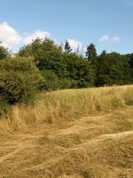 Barweiler, Pomster, Wirft suche Wiesen Ackerland Wald zum Kauf Rheinland-Pfalz - Barweiler Vorschau