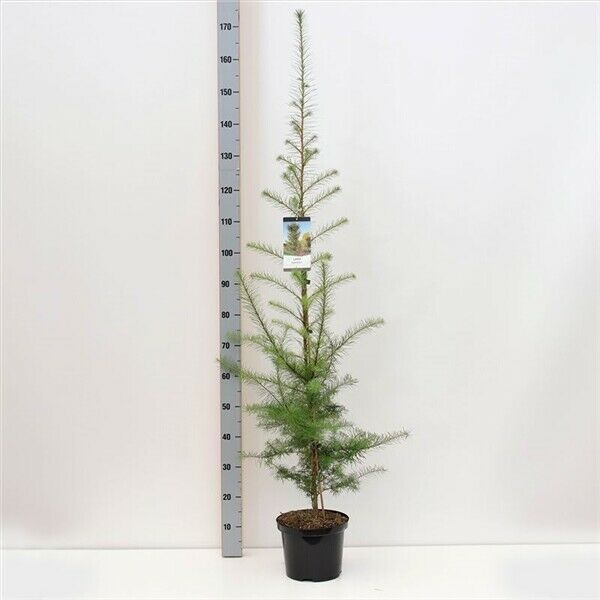 EXKLUSIV: Larix kaempferi 160-180cm Japanische Lärche in Nordkirchen