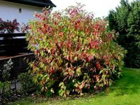 Blume Staude Roter Hartriegel Pflanze Niedersachsen - Barßel Vorschau