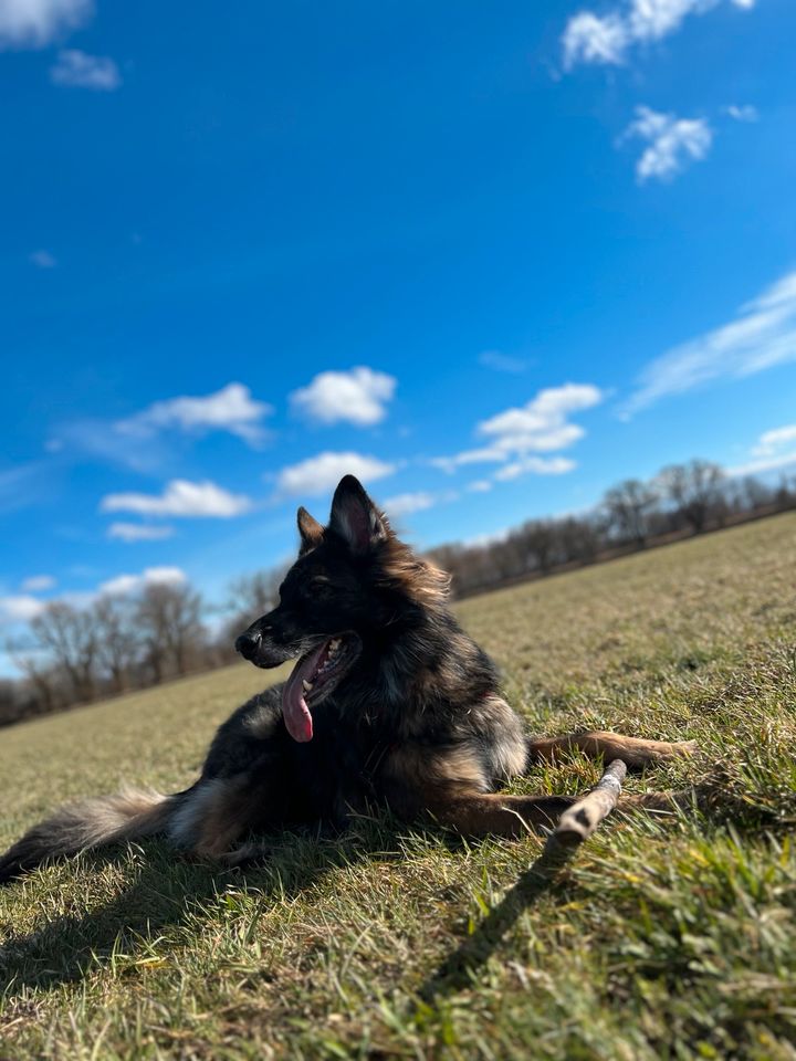 Schäferhund hündin in Haar