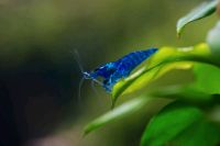 Neocaridina Garnelen Blue Dream Hessen - Alsfeld Vorschau