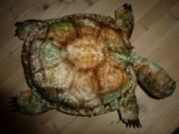 Steiff  Schildkröte ca.50 Jahre alt Nordrhein-Westfalen - Lüdenscheid Vorschau