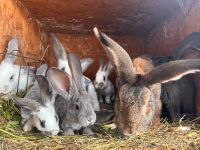 Kaninchen Hasen zu verkaufen Thüringen - Sömmerda Vorschau