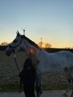 Reitbeteiligung (Reiter sucht Pferd ) Nordrhein-Westfalen - Neuss Vorschau