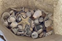 Deko Muscheln gekauft + gesammelt Dekoration Maritim Muschel 950g Niedersachsen - Wittingen Vorschau