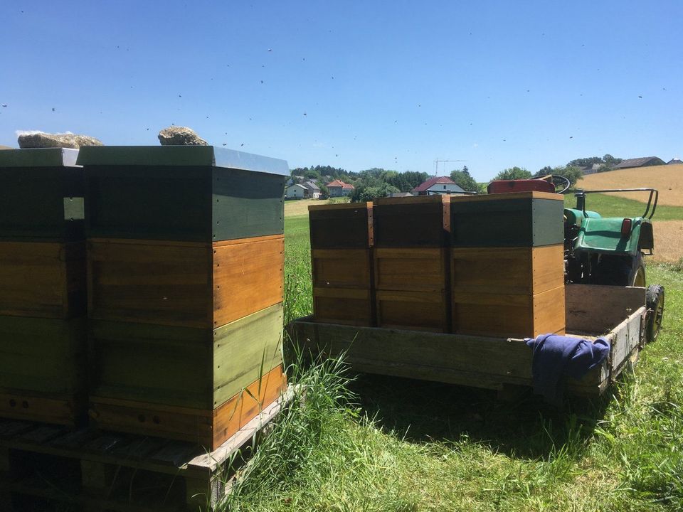 Carnica Bienenvölker - Wirtschaftsvölker - Ableger - Zander in Untergriesbach