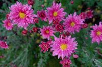 Herbstchrysantheme pink Staude winterhart Chrysantheme Hessen - Liebenau Vorschau