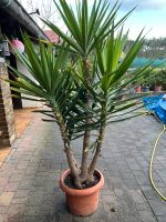 Yucca dekorativ ca 1,90 m hoch Sachsen-Anhalt - Lutherstadt Wittenberg Vorschau