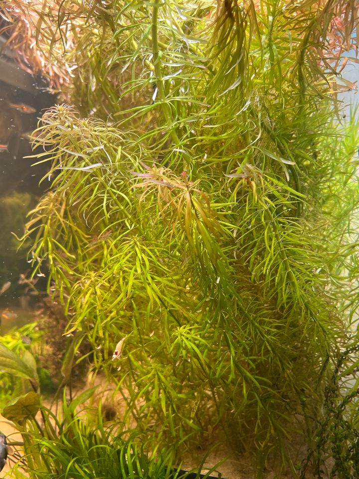 Ludwigia Meta in Bochum