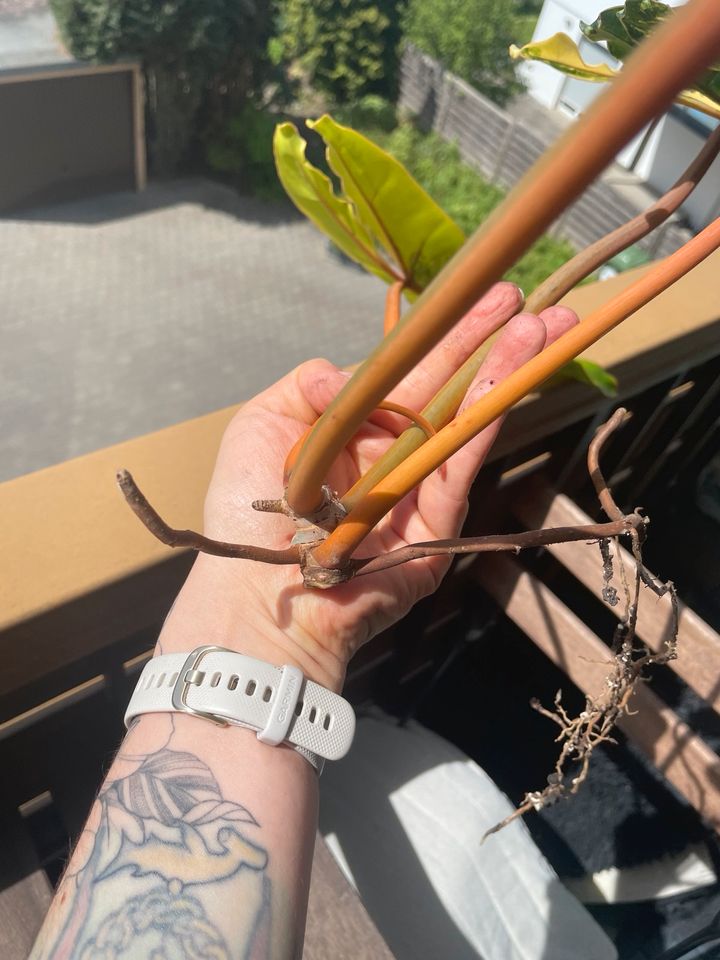 Philodendron Billietiae variegata XXL Kopfsteckling bewurzelt in Stuttgart