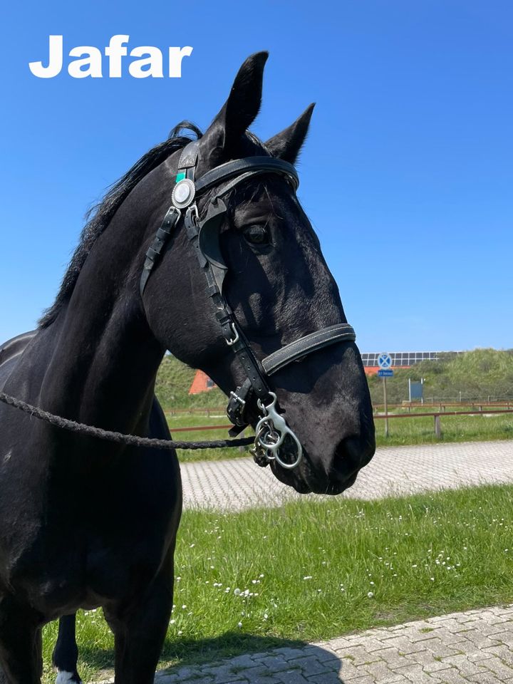 Wunderschönes Passgespann, Warmblut Wallache Rappen Nonius in Norden