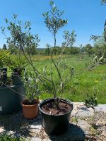 Olivenbaum als Bonsai vorbereitet Baden-Württemberg - Herdwangen-Schönach Vorschau