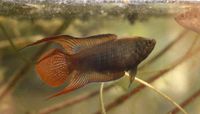 Rundschwanzmakropode Fische Macropodus ocellatus Leipzig - Mockau-Nord Vorschau
