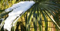 Winterbeständige Kakteen und Palmen Nordrhein-Westfalen - Bottrop Vorschau