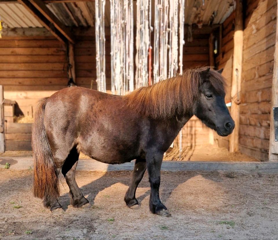 Ponystuten Kinderponys in Rietz-Neuendorf