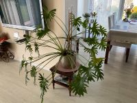 Philodendron Bayern - Eggenthal Vorschau