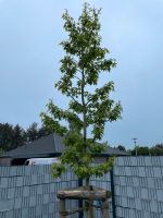 Amerikanischer Amberbaum Schleswig-Holstein - Klein Rheide Vorschau