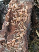 Zierassel  Armadillidium nasatum “Peach Dresden - Laubegast Vorschau