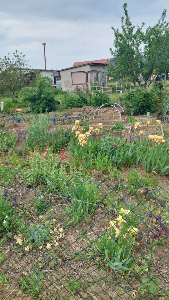 Kleingarten Gartenvereins Thüringer Pforte e.v in Oldisleben