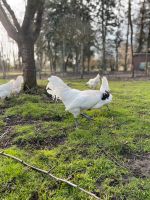 Ga H Mong Eier Bruteier schwarzes Huhn Brandenburg - Jüterbog Vorschau