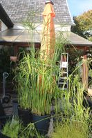 Mehrere Papyrus-Pflanzen in unterschiedlichen Größen abzugeben Nordrhein-Westfalen - Bad Honnef Vorschau