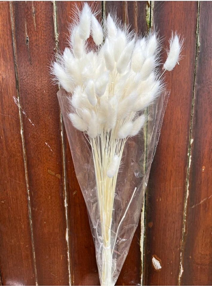 Lagurus Hasenschwanz Trockenblumen weiß gefärbt Hochzeit Deko in Dresden