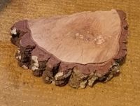 Rustikale Holzscheibe Eiche mit Rinde trocken Basteln Werken Nordrhein-Westfalen - Engelskirchen Vorschau
