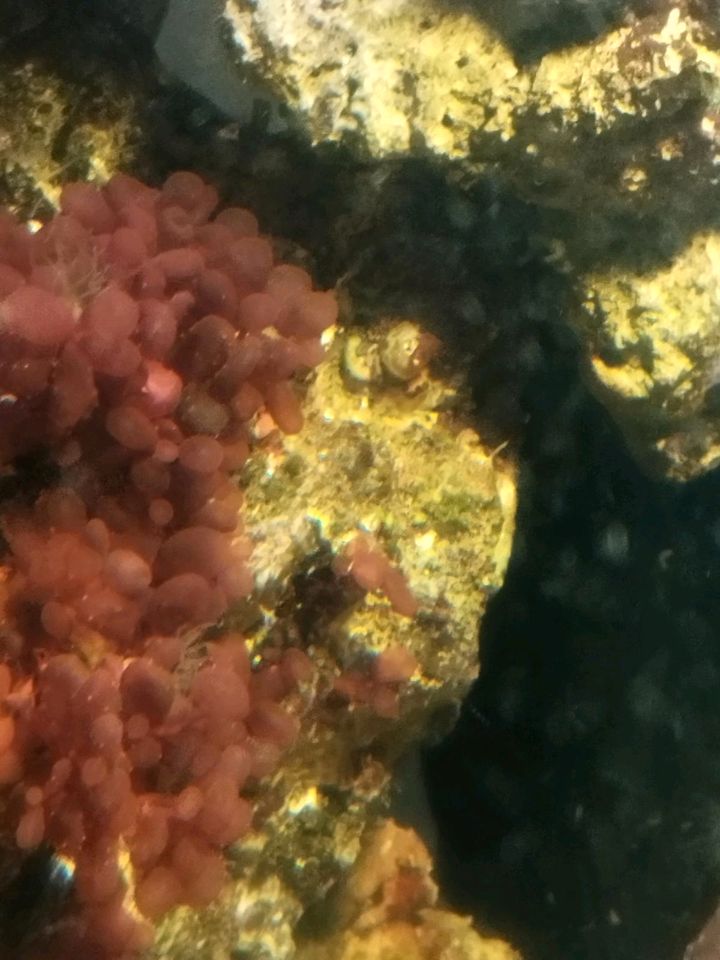 Rote Traubenalge Meerwasser in Thierhaupten