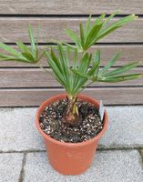 Chinesische Hanfpalme (Trachycarpus fortunei) Bayern - Deining Vorschau