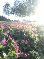 Geranium Bodendecker Storchenschnabel pink blühend Nordrhein-Westfalen - Marienheide Vorschau