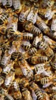 Bienenvölker Bayern - Dinkelsbuehl Vorschau